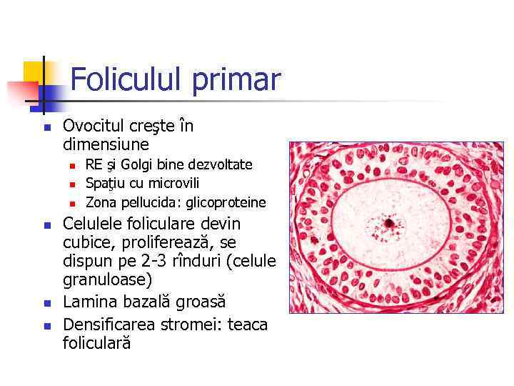 Foliculul primar n Ovocitul creşte în dimensiune n n n RE şi Golgi bine