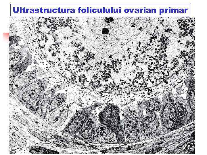 Ultrastructura foliculului ovarian primar 