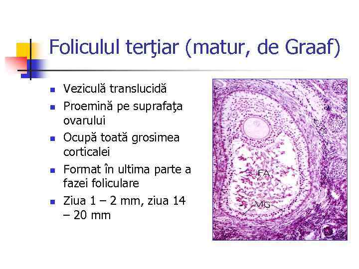 Foliculul terţiar (matur, de Graaf) n n n Veziculă translucidă Proemină pe suprafaţa ovarului