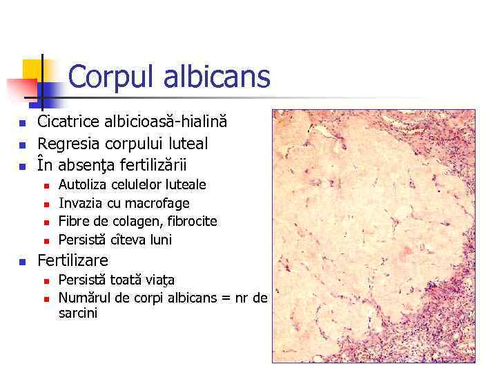 Corpul albicans n n n Cicatrice albicioasă-hialină Regresia corpului luteal În absenţa fertilizării n