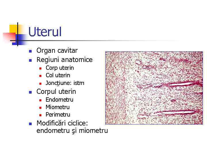 Uterul n n Organ cavitar Regiuni anatomice n n Corpul uterin n n Corp