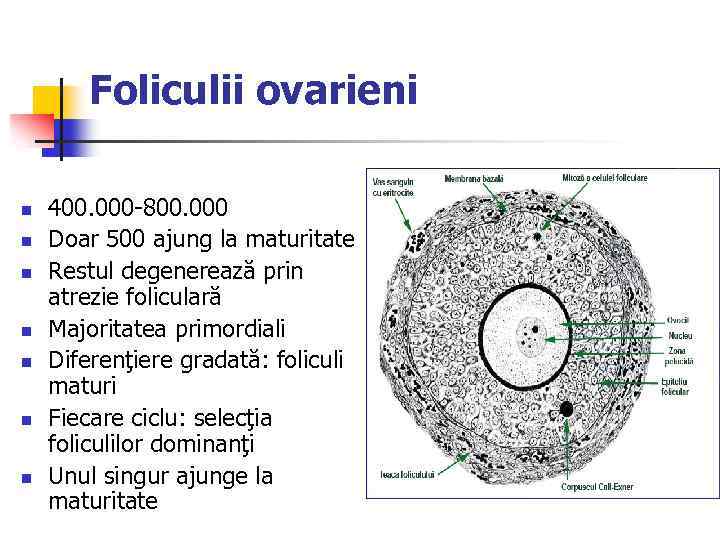 Foliculii ovarieni n n n n 400. 000 -800. 000 Doar 500 ajung la