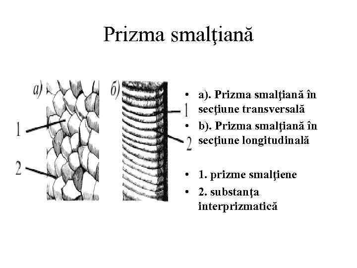 Prizma smalţiană • a). Prizma smalţiană în secţiune transversală • b). Prizma smalţiană în