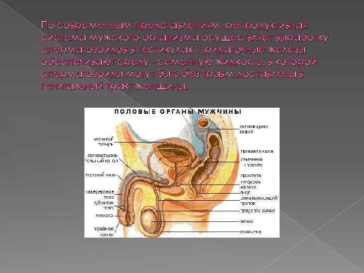 По современным представлениям, репродуктивная система мужского организма осуществляет выработку сперматозоидов в тестикулах, придаточные железы