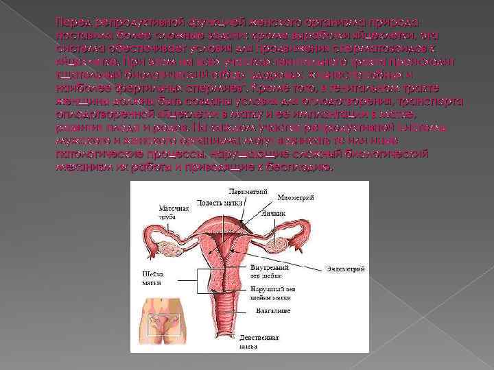 Перед репродуктивной функцией женского организма природа поставила более сложные задачи: кроме выработки яйцеклетки, эта