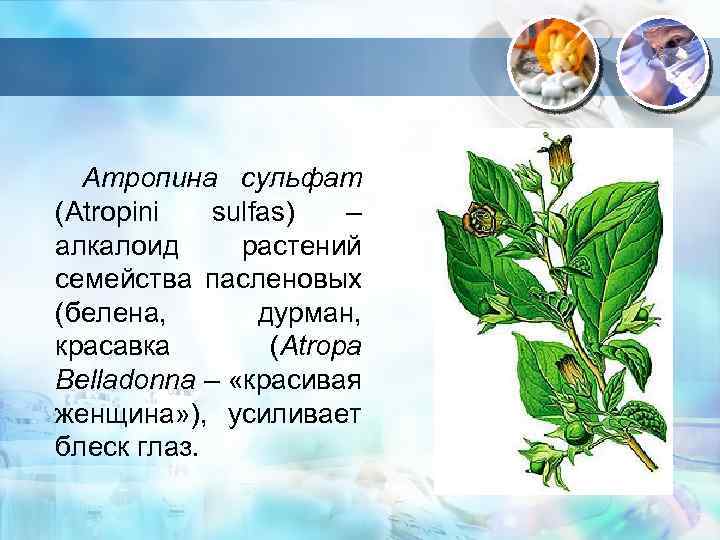 Алкалоид в растениях семейства пасленовых. Белена семейство пасленовых. Алкалоиды растений семейства Пасленовые. Алкалоиды пасленовых. Белена описание.