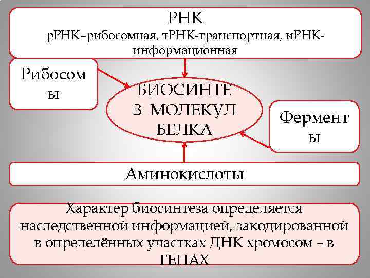 РНК р. РНК–рибосомная, т. РНК-транспортная, и. РНКинформационная Рибосом ы БИОСИНТЕ З МОЛЕКУЛ БЕЛКА Фермент