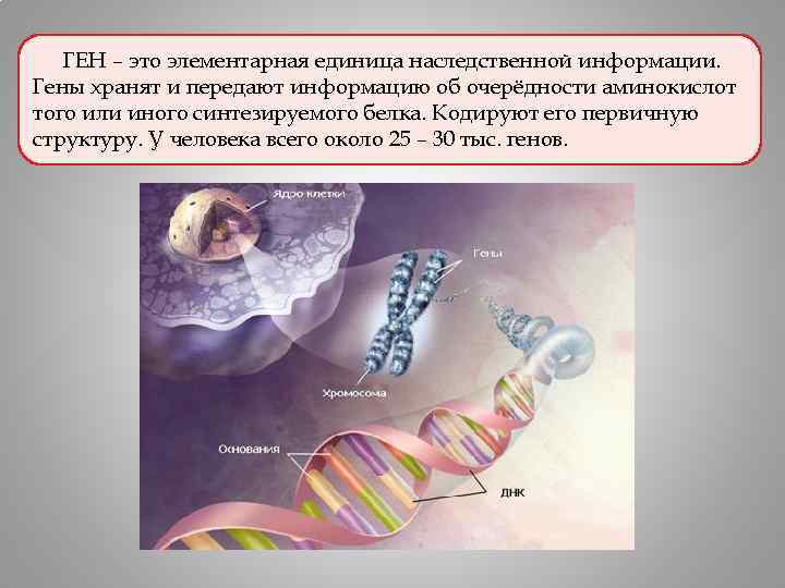 Определите первичную структуру синтезируемого белка