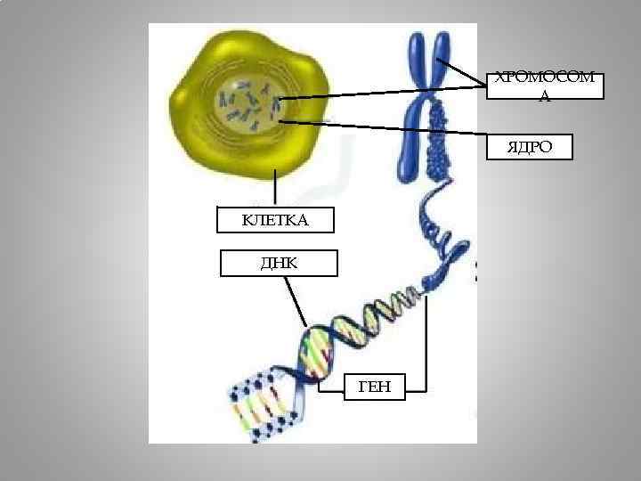 ХРОМОСОМ А ЯДРО КЛЕТКА ДНК ГЕН 