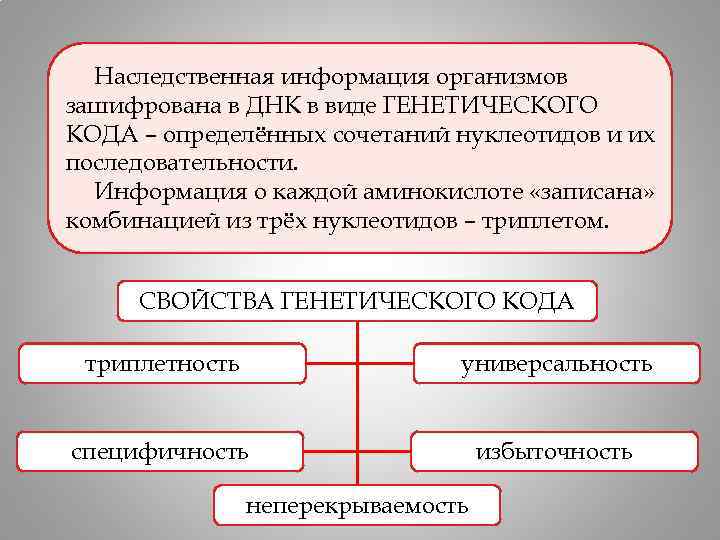 Наследственная информация организмов зашифрована в ДНК в виде ГЕНЕТИЧЕСКОГО КОДА – определённых сочетаний нуклеотидов