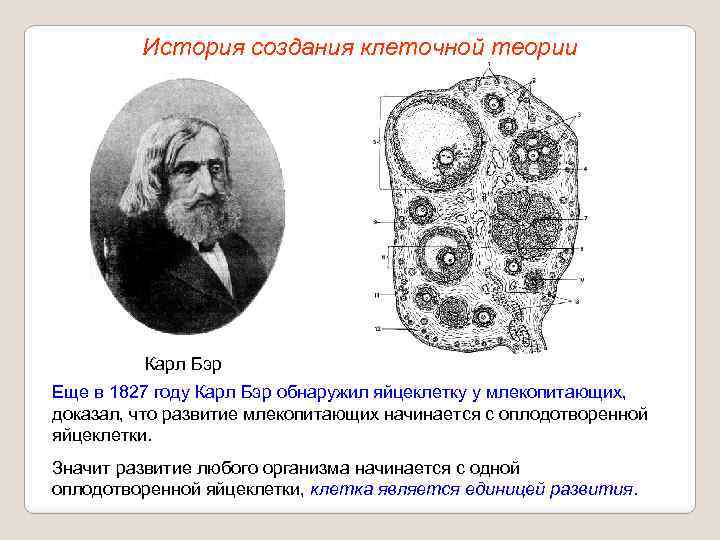 История создания клеточной теории Карл Бэр Еще в 1827 году Карл Бэр обнаружил яйцеклетку