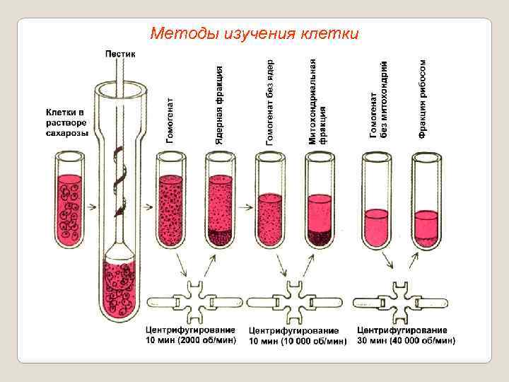 Методы изучения клетки 