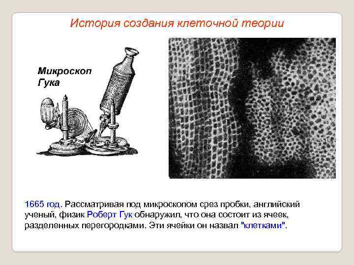 История создания клеточной теории 1665 год. Рассматривая под микроскопом срез пробки, английский ученый, физик