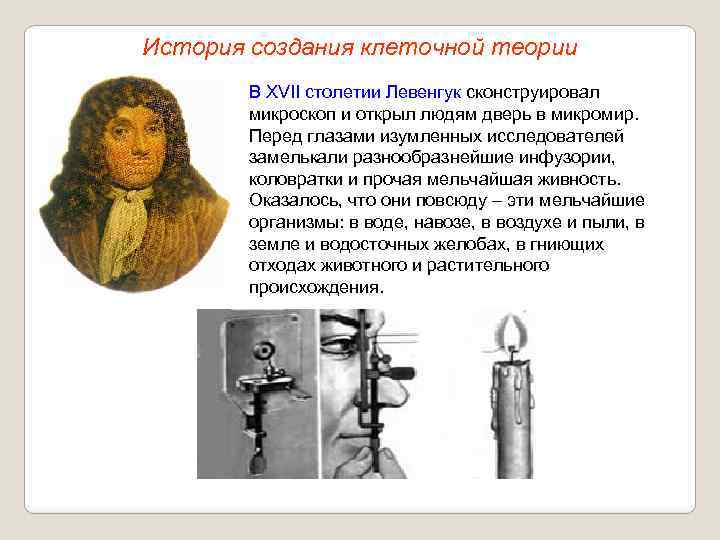 История создания клеточной теории В XVII столетии Левенгук сконструировал микроскоп и открыл людям дверь