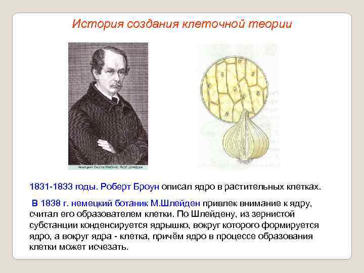 История создания клеточной теории 1831 -1833 годы. Роберт Броун описал ядро в растительных клетках.
