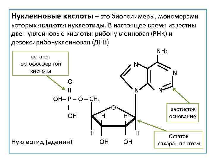 Мономер нуклеиновой кислоты аминокислота. Нуклеотиды и нуклеиновые кислоты. Нуклеиновые кислоты это биополимеры. Полимеры нуклеотидов. Нуклеотиды мономеры нуклеиновых кислот.