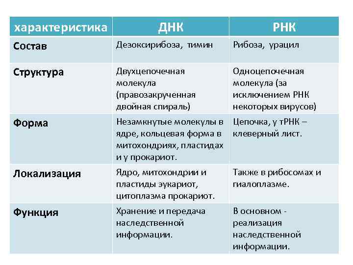 характеристика ДНК РНК Состав Дезоксирибоза, тимин Рибоза, урацил Структура Двухцепочечная молекула (правозакрученная двойная спираль)