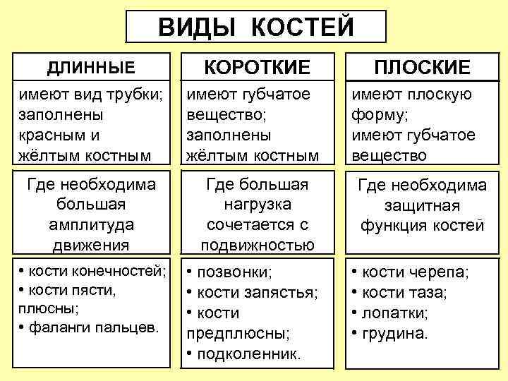 Таблица костей. Строение кости и функции ее частей таблица. Виды костей таблица. Таблица типы и строение костей. Виды и функции костей.