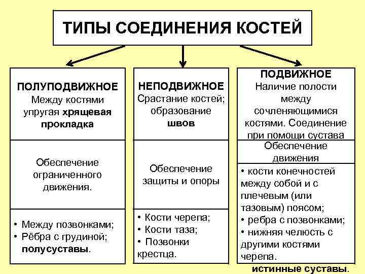 ТИПЫ СОЕДИНЕНИЯ КОСТЕЙ ПОЛУПОДВИЖНОЕ Между костями упругая хрящевая прокладка НЕПОДВИЖНОЕ Срастание костей; образование швов