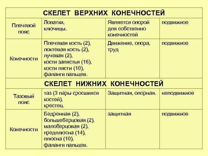 Отдел кости функции. Строение скелета конечностей таблица. Строение скелета верхней конечности таблица. Кости скелета верхней конечности таблица. Строение скелета поясов верхних и нижних конечностей таблица.