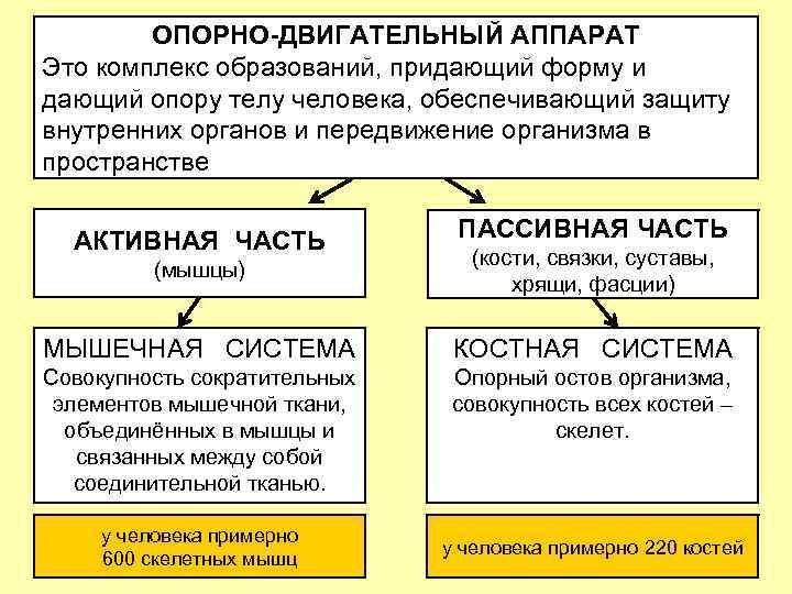 ОПОРНО-ДВИГАТЕЛЬНЫЙ АППАРАТ Это комплекс образований, придающий форму и дающий опору телу человека, обеспечивающий защиту