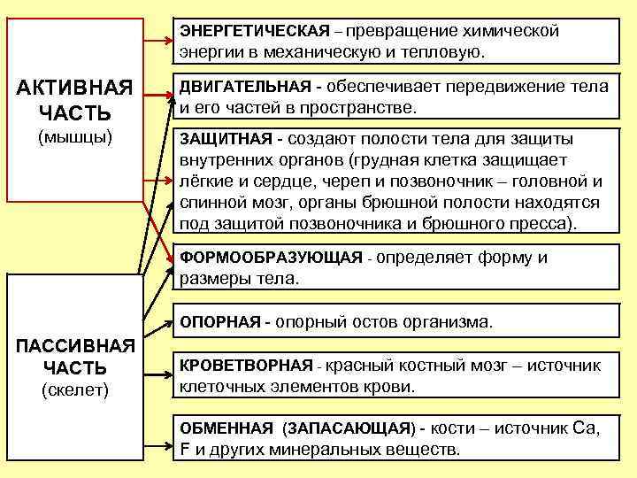 ЭНЕРГЕТИЧЕСКАЯ – превращение химической энергии в механическую и тепловую. АКТИВНАЯ ЧАСТЬ (мышцы) ДВИГАТЕЛЬНАЯ -