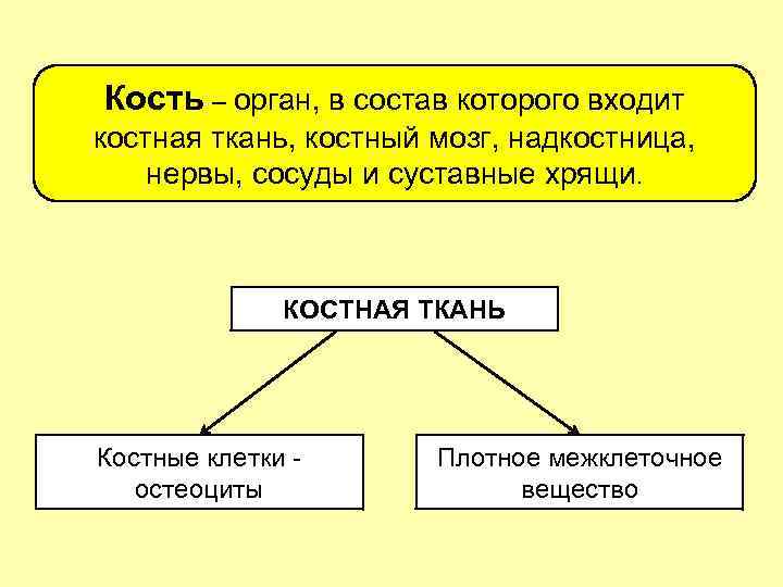 Кость как орган