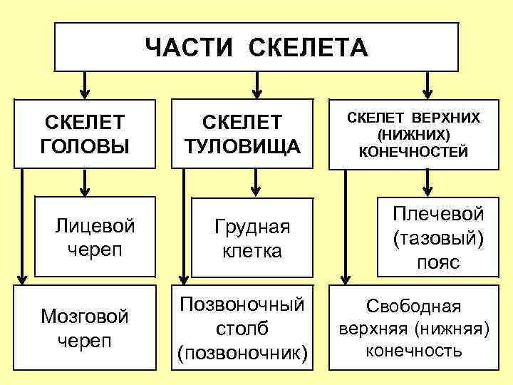 ЧАСТИ СКЕЛЕТА СКЕЛЕТ ГОЛОВЫ Лицевой череп Мозговой череп СКЕЛЕТ ТУЛОВИЩА Грудная клетка Позвоночный столб