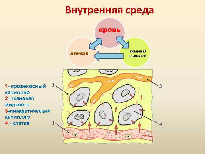 Внутренняя среда кровь лимфа 1 - кровеносный капилляр 2 - тканевая жидкость 3 -лимфатический