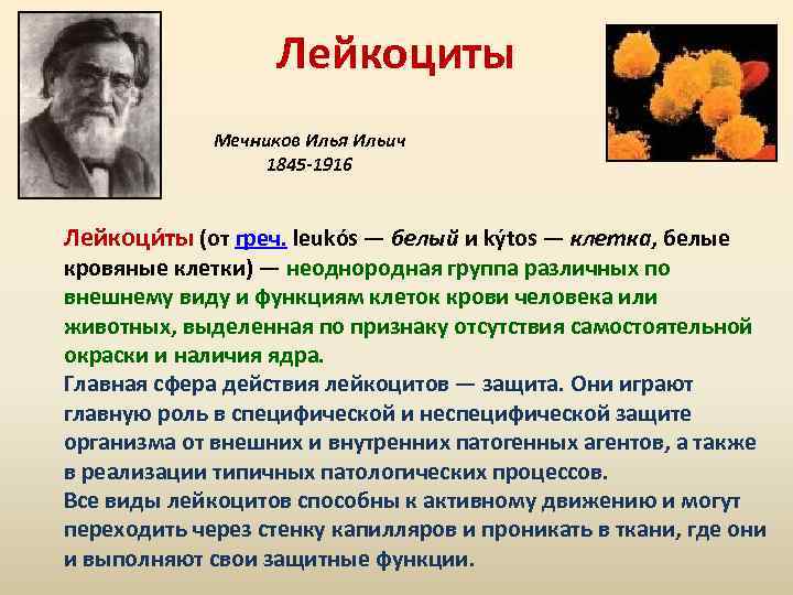 Лейкоциты Мечников Илья Ильич 1845 -1916 Лейкоци ты (от греч. leukós — белый и