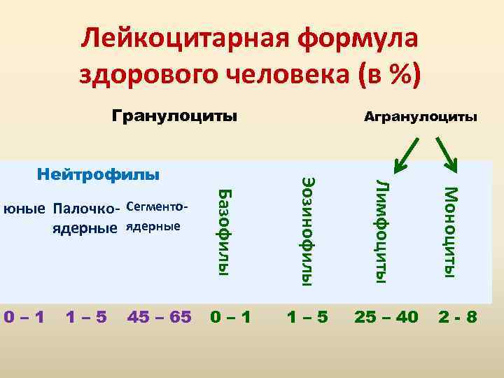 Лейкоцитарная формула здорового человека (в %) Гранулоциты 45 – 65 0– 1 1– 5