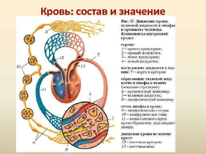 Кровь: состав и значение 