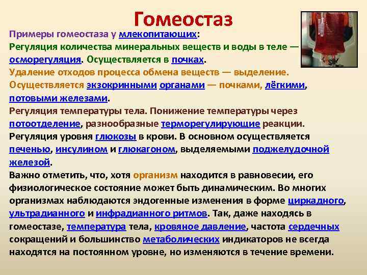 Гомеостаз Примеры гомеостаза у млекопитающих: Регуляция количества минеральных веществ и воды в теле —