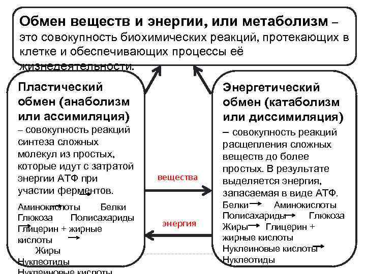 Превращение энергии в обмене