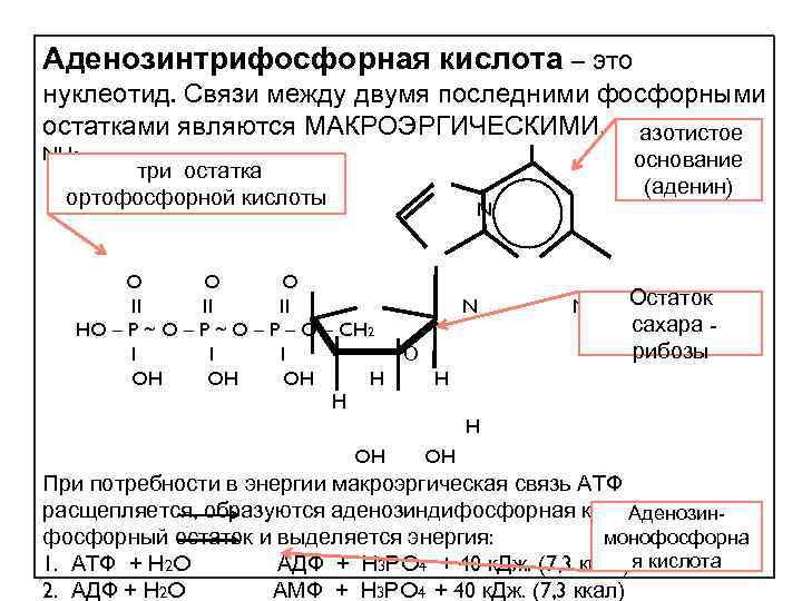 Остаток фосфорной кислоты атф. 2 Остатка фосфорной кислоты и аденозин. Аденозинтрифосфорная кислота макроэргетические связи. Макроэргическая связь в АТФ.