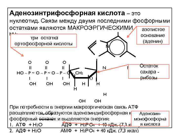 Аденозинтрифосфорная кислота – это нуклеотид. Связи между двумя последними фосфорными остатками являются МАКРОЭРГИЧЕСКИМИ. азотистое