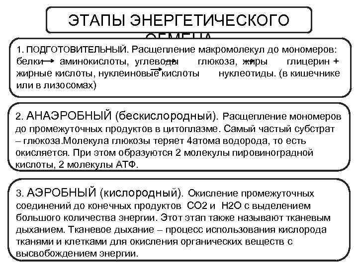 ЭТАПЫ ЭНЕРГЕТИЧЕСКОГО ОБМЕНА 1. ПОДГОТОВИТЕЛЬНЫЙ. Расщепление макромолекул до мономеров: белки аминокислоты, углеводы глюкоза, жиры