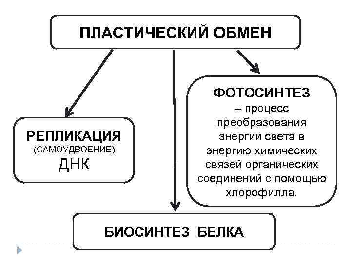 Схема пластического обмена 9 класс