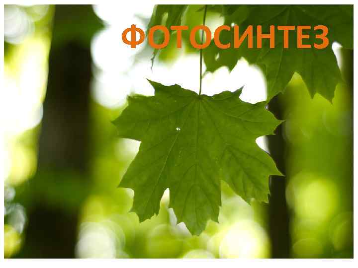 ФОТОСИНТЕЗ 