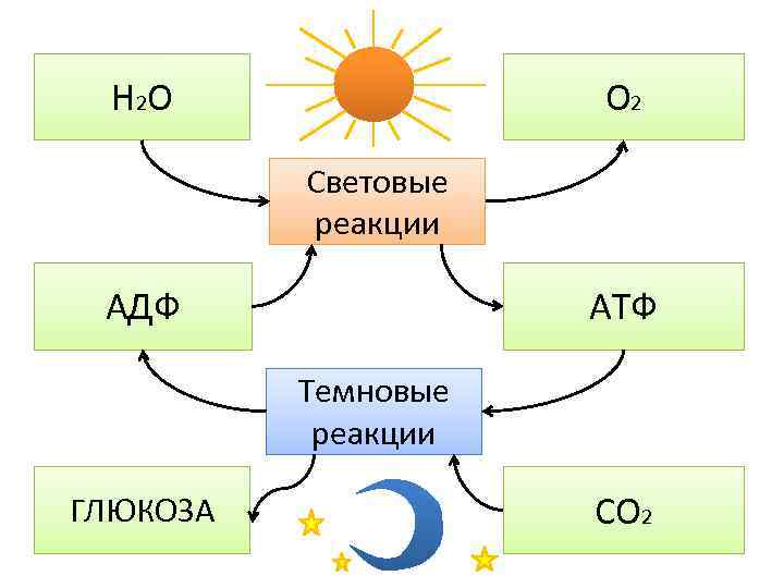 Н 2 О О 2 Световые реакции АДФ АТФ Темновые реакции ГЛЮКОЗА СО 2