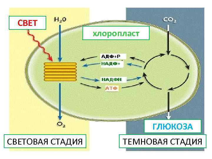 Темновая фаза фотосинтеза исходные продукты