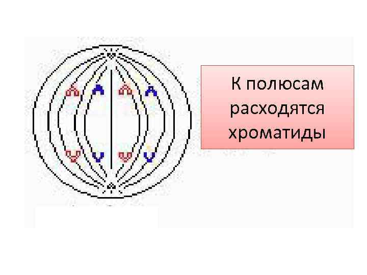 Хроматид к полюсам клетки