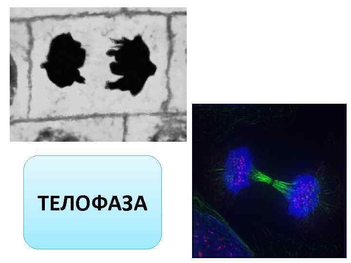 ТЕЛОФАЗА 