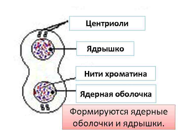 Центриоли Ядрышко Нити хроматина Ядерная оболочка Формируются ядерные оболочки и ядрышки. 