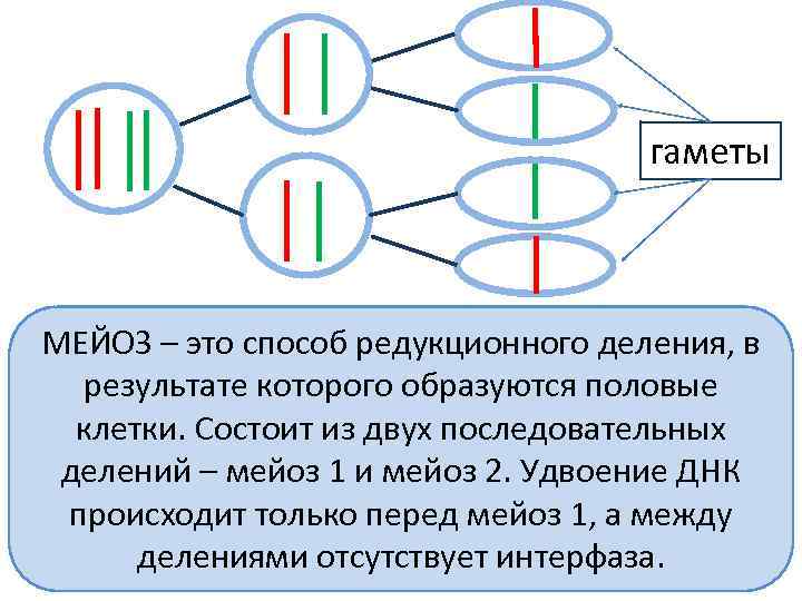 В результате деления клетки образуются. Гаметы образуются в результате мейоза. Образуются в результате редукционного деления половые клетки. Мейоз способ деления. Редукционное деление гамет.