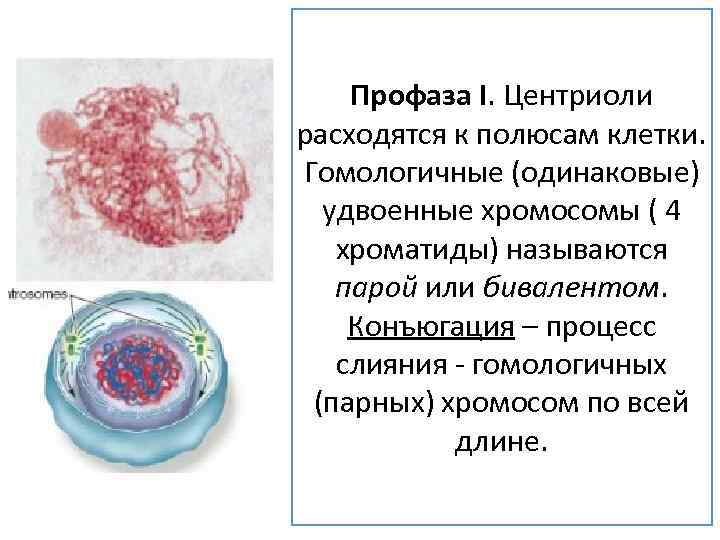 Профаза I. Центриоли расходятся к полюсам клетки. Гомологичные (одинаковые) удвоенные хромосомы ( 4 хроматиды)