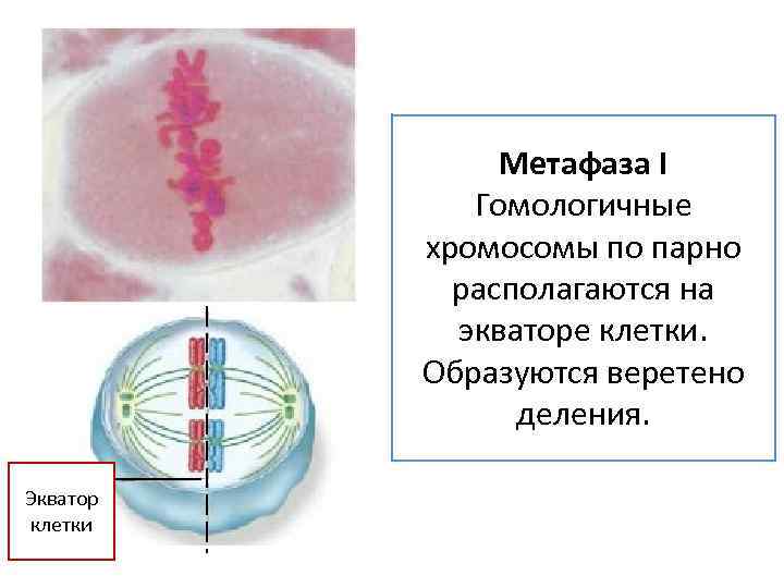 Метафаза I Гомологичные хромосомы по парно располагаются на экваторе клетки. Образуются веретено деления. Экватор