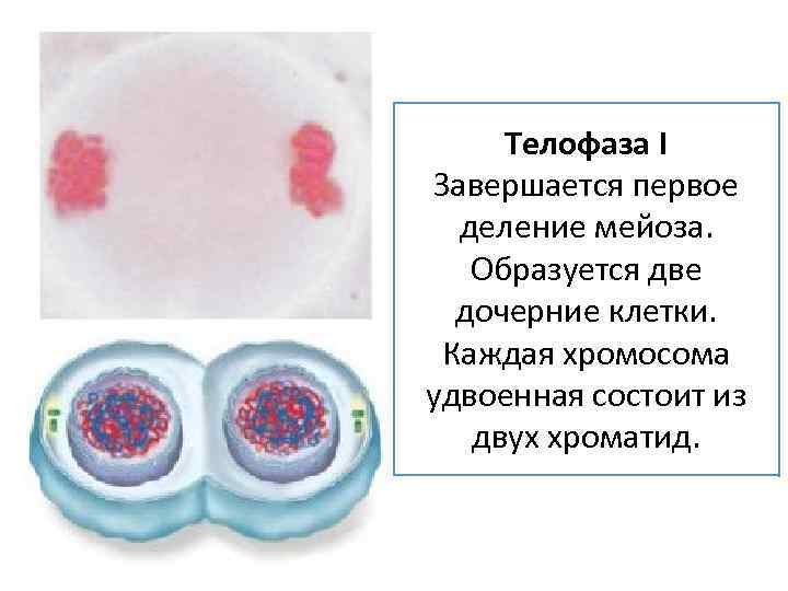 Телофаза I Завершается первое деление мейоза. Образуется две дочерние клетки. Каждая хромосома удвоенная состоит