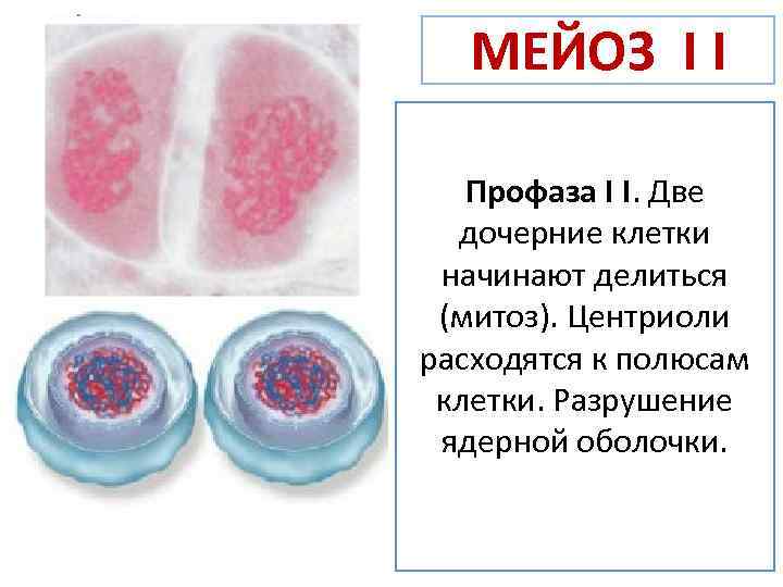 МЕЙОЗ I I Профаза I I. Две дочерние клетки начинают делиться (митоз). Центриоли расходятся