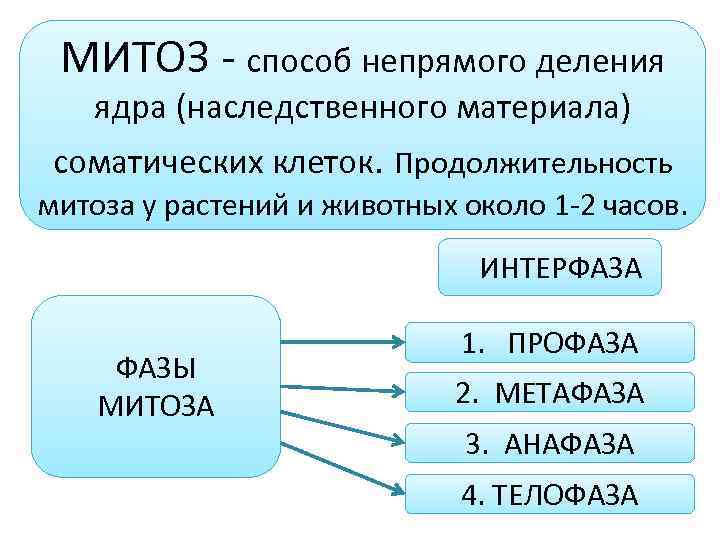 МИТОЗ - способ непрямого деления ядра (наследственного материала) соматических клеток. Продолжительность митоза у растений